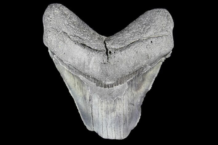 Partial, Fossil Megalodon Tooth #89417